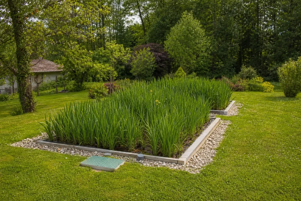Assainissement par phytoépuration avec bassins plantés de roseaux